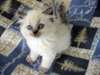 Magnifiques chatons ragdoll - photo 3