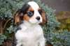 Adorable cavalier king charles male tricolore