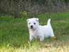 Magnifiques chiots westie