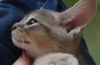 Bleu chaton m&#226;le Abyssin pour adoption