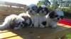 Chiots shihtzu superbes !!