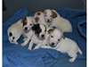Adorable chiots jack russel