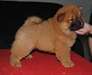 Chiots Chow Chow LOF