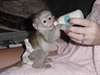 Adorable singe femelle de type capucin a donner