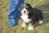 CHIOTS BOUVIER BERNOIS A DONNER