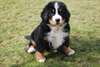 CHIOTS BOUVIER BERNOIS A DONNER