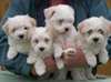 Chiots bichon havanais à vendre
