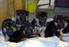 chiots berger allemand lof