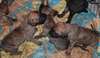 Chiots Dogue allemand disponibles.