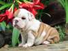 Super Beau Chiots Bulldog Anglais