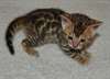 Magnifiques Chatons bengal non LOOF