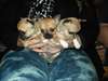 bb chihuahua