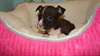 Superbes chiots amstaff mâles et femelles disponib