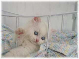 Magnifique chaton persan Chinchilla
