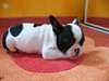 Chiot bouledogue français femelle pure race lof