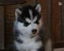 tres adorable chiot type husky siberien femelle