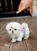Superbe chiot  maltais LOF