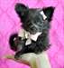 fidèle compagnon (micro toy chiots  chihuahua )pou