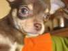 chiots chihuahua chocolat