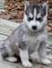 chiots Husky Sibérien