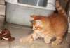 Magnifiques chaton norv&#233;gien lof - photo 1