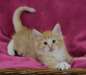 Magnifiques chaton norv&#233;gien lof - photo 2