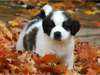 Magnifiques Chiots san bernardo disponible