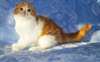 Exclusif Scottish Fold Kitten bientôt prêt