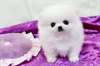 Chiots de Poméranie Mignon prête