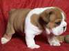 Adorables chiots Bulldog anglais - photo 2