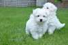 Chiots Bichon Maltais nain