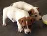 chiots Jack russel