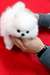 chiots poméranien disponible