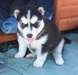Des sublimes chiots siberien husky disponible