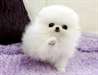 Friendly male and female White Teacup Pomeranian P