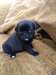 Ready Now Gorgeous Kc Registered Pug Puppies