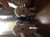 Cute Old English Sheepdog Puppies