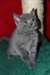 Magnifiques chatons chartreux Loof - photo 2
