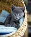 Magnifiques chatons chartreux Loof - photo 4
