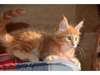 Adorables chatons Main coon loof - photo 2