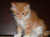Adorables chatons Main coon loof - photo 3