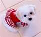 Chiots bichon maltais Lof a réserver au {514}416{4