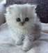 Deux chatons persan chinchilla