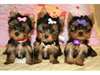 Chiots Yorkshire Terrier Pure Race