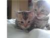 Chatons Bengal affectueux