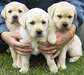 pure bred Labrador puppies for adoption - photo 1