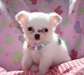 Charmant mâle et femelle chihuahua à donner