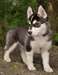 chiots husky sibérien disponible ...