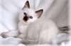 chatons balinais à vendre