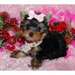 Chiots Yorkshire Terrier Pure Race